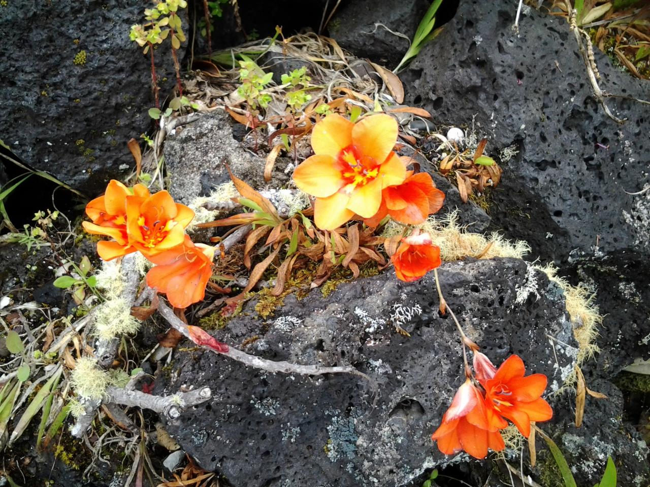 Fleurs de Rangitoto NZ